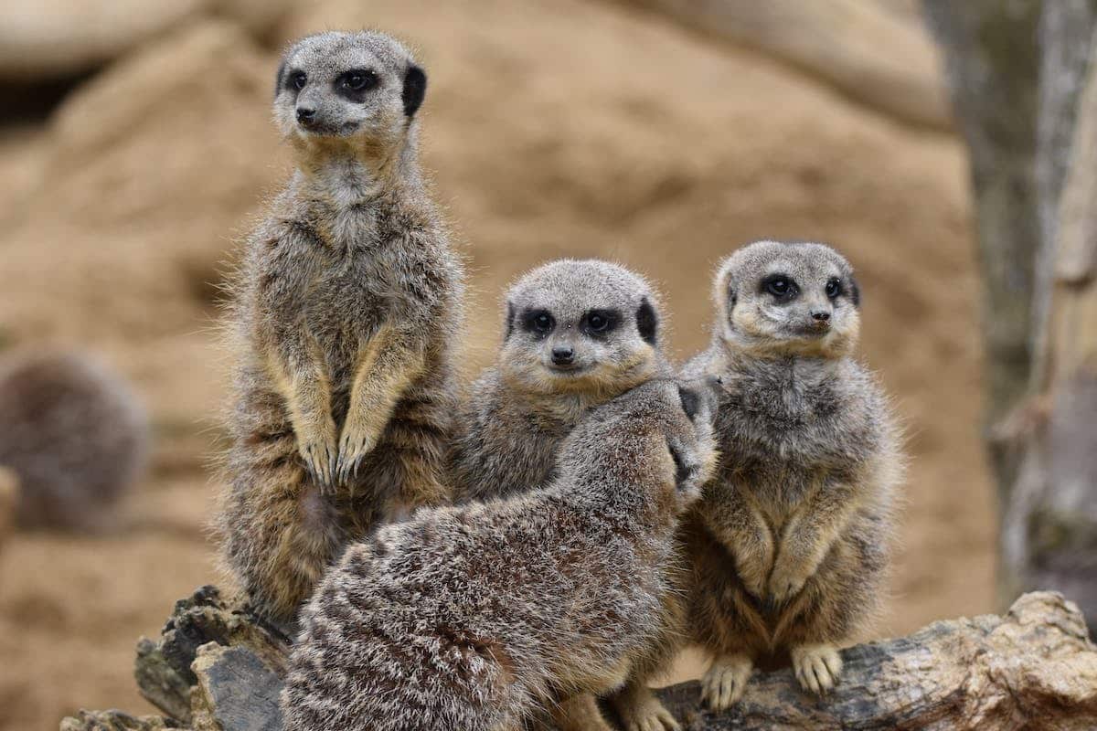 famille  animaux