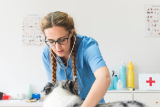 Assurance animaux : protéger son compagnon au quotidien