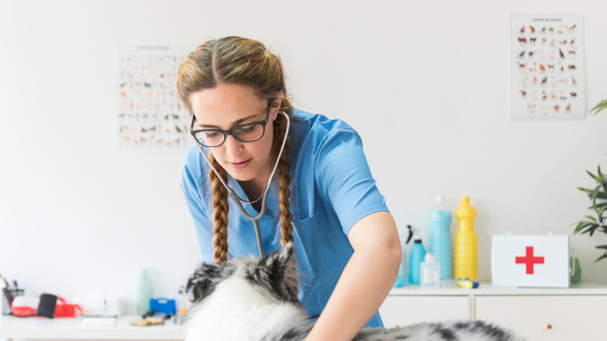 Assurance animaux : protéger son compagnon au quotidien