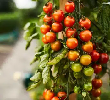 engrais pour tomates