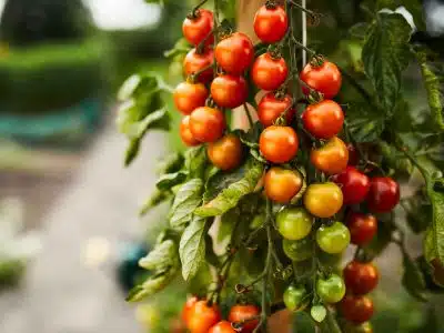 engrais pour tomates