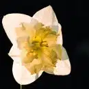 a yellow and white flower with a black background