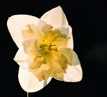 a yellow and white flower with a black background