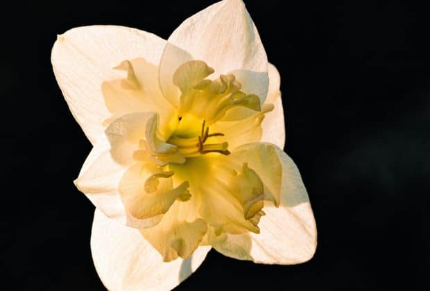 a yellow and white flower with a black background