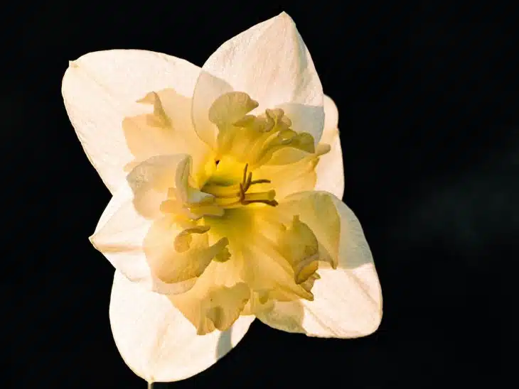 a yellow and white flower with a black background