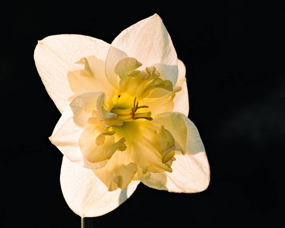 a yellow and white flower with a black background